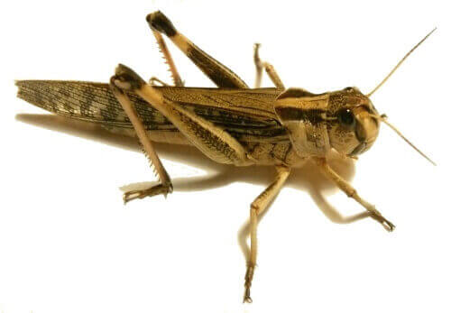 Saranče stěhovavá Adult (Locusta migratoria)